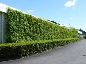 照片: 2014年在日本的网点实施的墙面绿化活动