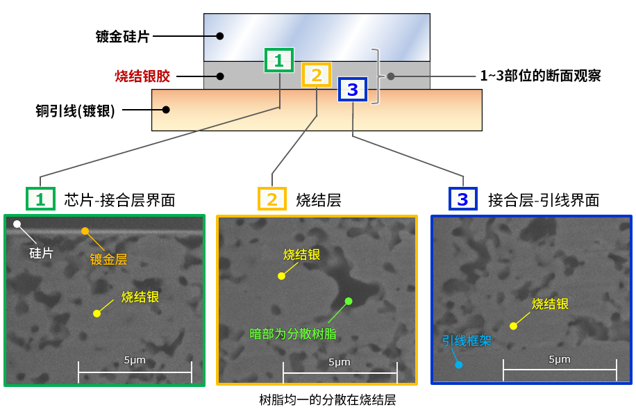 烧结银胶的断面观察